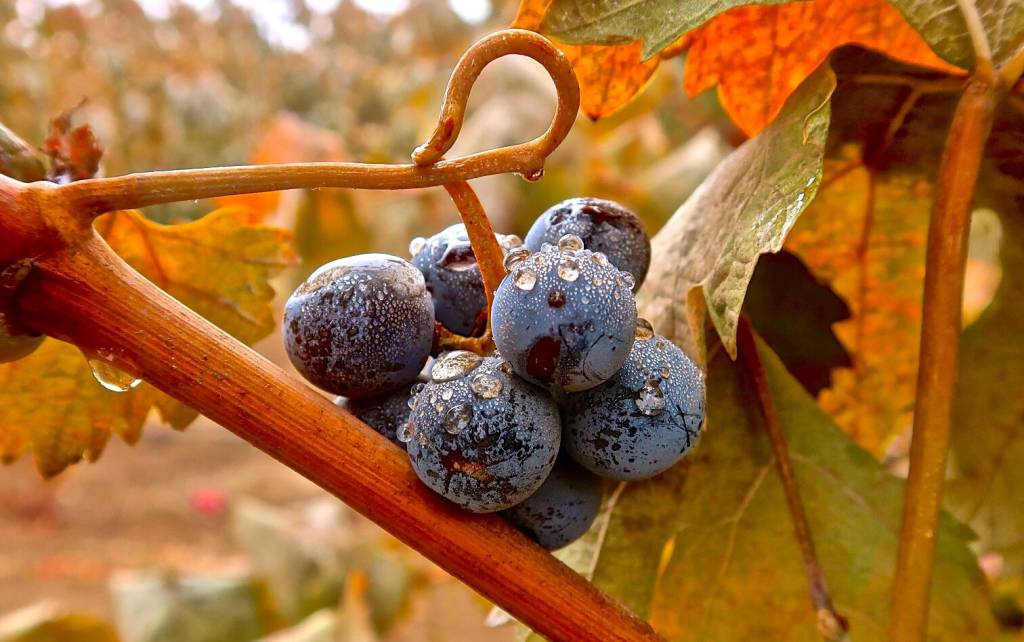 Dew on Carignan berries in a Lodi vineyard