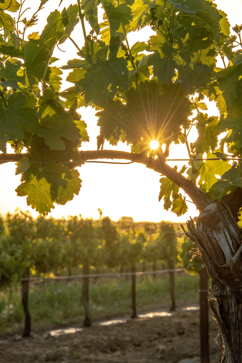 Lodi sunset through the vineyard